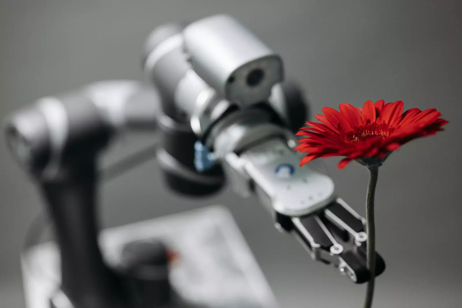 Robot intelligent offrant une fleur